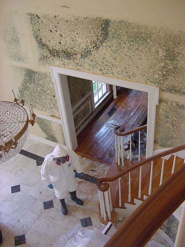 mold_removal_06